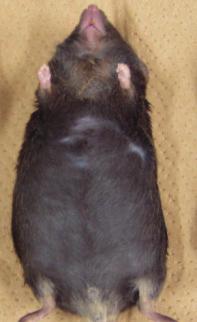 投与マウスの内臓脂肪組織で 野生型マウスと比べて有意に低下していた また 脂肪酸合成系の遺伝子であるFAS(fatty acid synthase) とSCD(stearoyl-CoA desaturase) の発現も