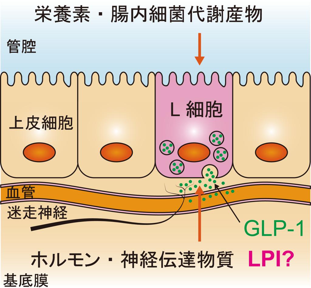 図 2. 小腸内分泌 L 細胞と GLP-1 の機能小腸内分泌 L 細胞は小腸上皮に少数存在し GLP-1 を分泌する GLP-1 は膵臓 β