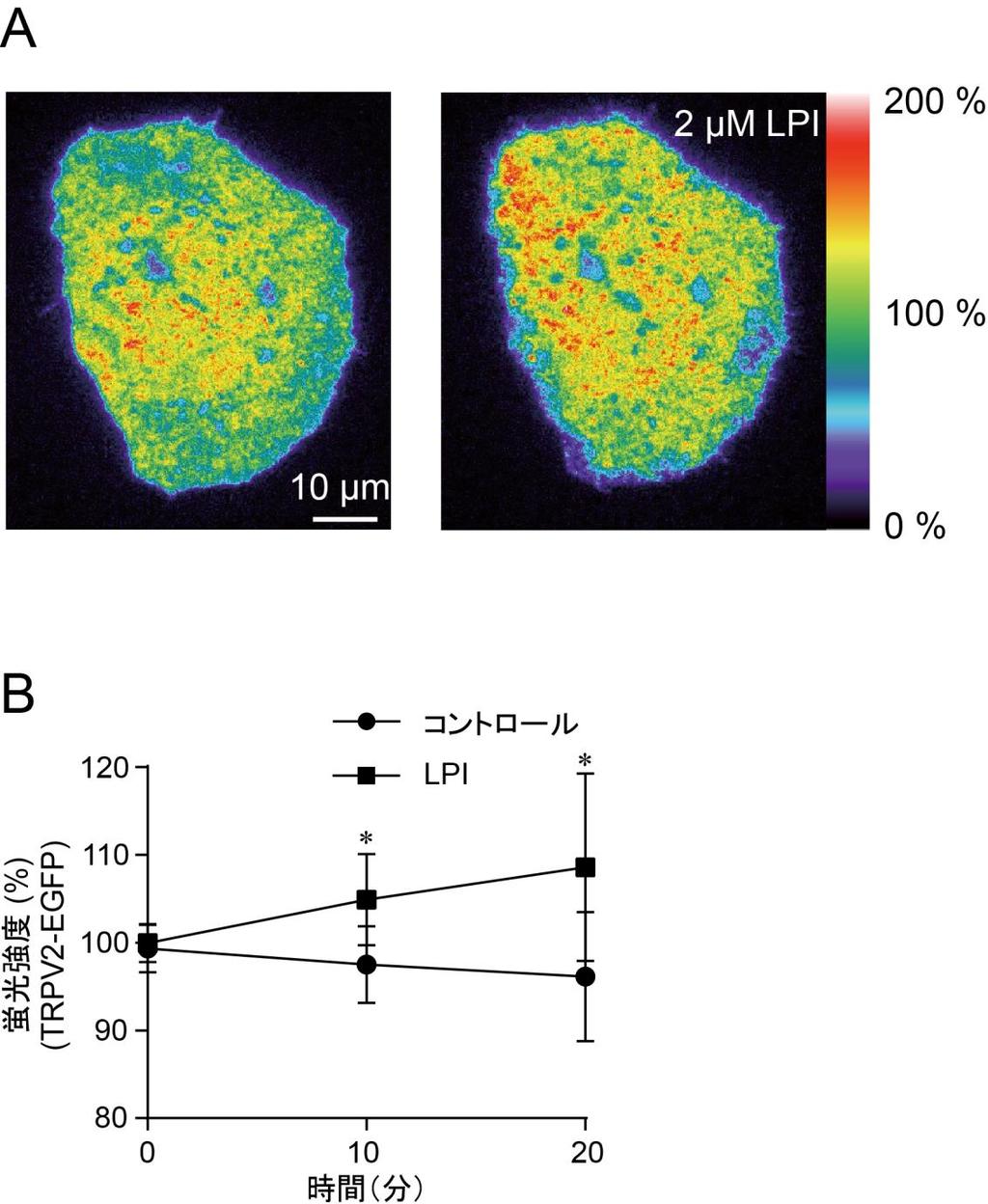 図 4.LPI 投与時の細胞膜上の TRPV2 動態の観察 (A) 蛍光タンパク質 GFP 融合型の TRPV2 を導入した GLUTag 細胞に LPI を投与した際の 全反射蛍光顕微鏡による疑似カラー画像 左 :0 分 右 :20 分 (B)LPI 投与時の GFP 融合型 TRPV2 の蛍光強度変化 データは平均 ±SD 細胞数 6 以上 * は P < 0.
