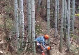 伐採した雑木は薪材やバイオマス材として利用 さかわちょう < 高知県佐川町 > 作業路の草刈り 竹の伐採 SDGs 達成に資する取組 地域資源の森林を最大限に活用