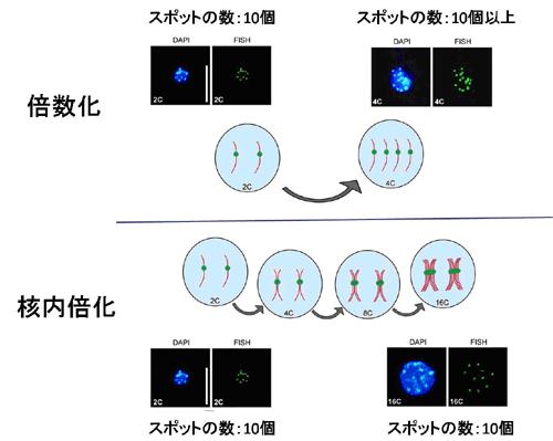 図 1 コルヒチン処理による倍数化で 核内の DNA 量が増加すると細胞が大きくなり 植物も大きくなる 図 2 FISH 法を用いて可視化された 倍数化によって生じる染色体構造と核内倍加によって生じる染色体構造の比較 セントロメアと呼ばれる染色体の部位を標識するスポットの数が 1 つの核の中の染色体の数を表す 2 倍体 (2C)