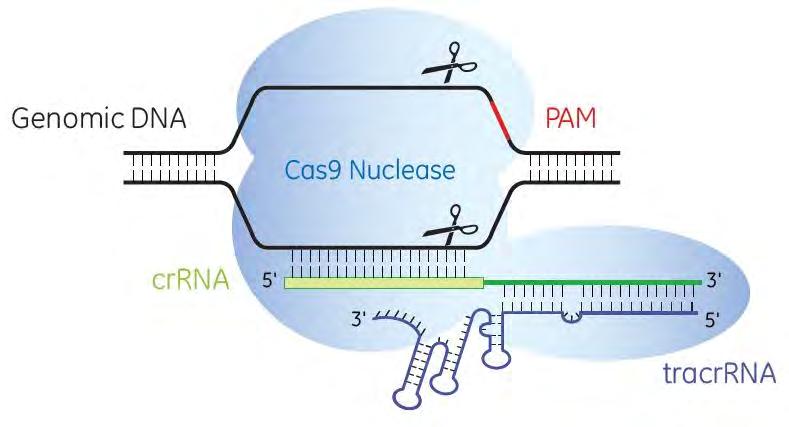 CRISPR/Ca s 9 システム 細胞の標的 DNA