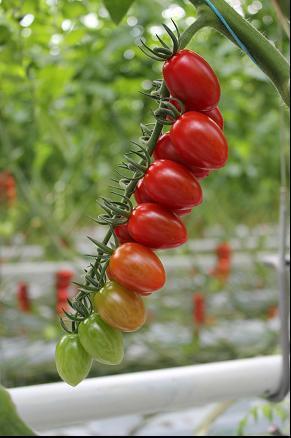 Sbl/ Ma/ Mi/ Mj ティアリーノ Tiarino RZ - プラム型でボリューム感のある果実を着けるミニトマト品種 - 果重は 20g 前後 非常に鮮やかな果色で人目を惹く - 糖度は 8