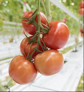 オランダで多く使われている高収量性の大型インターメディエイトトマト品種 果重 140~160g オランダ国内の生産では安定して 70kg/ m2以上