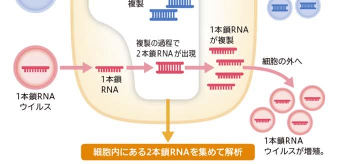 そのままでは配列解読をしてもウイルスの配列がほとんど得られない 二本鎖 RNA