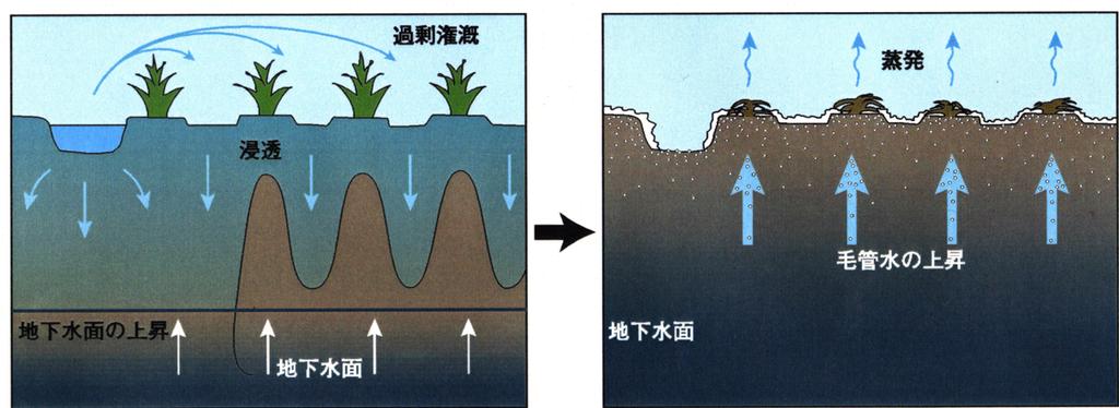 塩類集積 排水設備のない畑地に 過剰な 灌漑を行うと地下水が上昇す る 地中の毛管上昇水が地表に届 き 蒸発すると