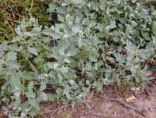 Phytoremediation 600ha salt tolerant shrubs ph, EceSAR
