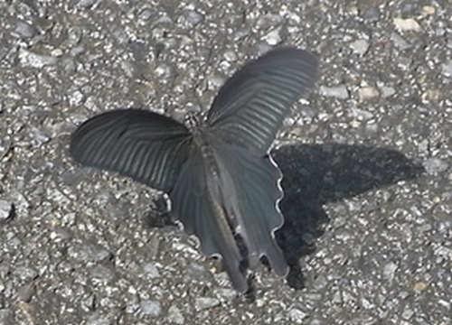 後翅には黒いギザギザ帯があります 幼虫の食草はアサガオやヒルガオです 神秘的な薄青白色の大きな翅のガです