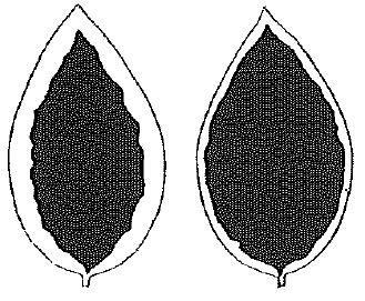 16 Leaf blade: pattern of