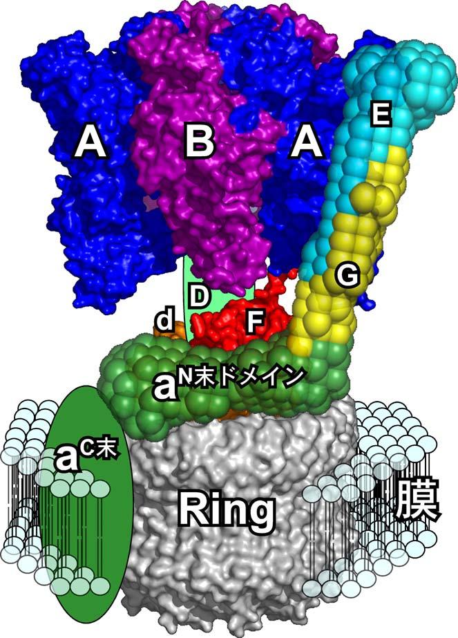 図 3 V-ATPase の構造モデル 機能解析について V-ATPaseの基本的な生化学的性質を明らかにするために ATPの加水分解反応の1 分子測定系を改良し 好熱菌由来