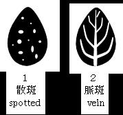 1 Terminal leaf:length of blade 形質