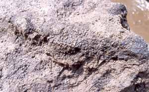 号土器集中区には駿河地域に系譜をたどることができる複合口縁壺の破片や中部高地系の櫛描波状文が施されている甕の破片が含まれていました また すぐ北側からは炭化米がまとまって出土しました ( 写真 21) 第 Ⅲ 地点では 古墳時代前 中期の遺物が集中して確認され また 弥生時代後期から古墳時代後期にかけての竪穴住居跡が多数発見されました これまでの 6 地点とは様相が異なり