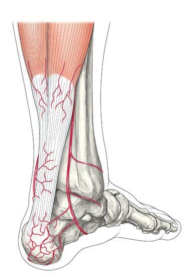 9. 主な足のスポーツ傷害の診断と治療 位は後脛骨動脈により, 腱中央部は腓骨動脈により栄養されることが報告されている 1) (❸). 腱の付着部から 2~6 cm 近位部分は筋腱移行部や踵骨付着部に比較して血流が少ないため, 腱の変性が起こりやすく腱断裂の好発部位である.