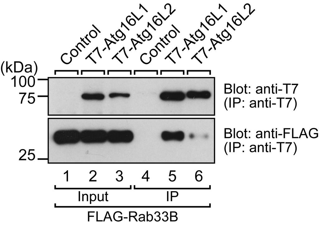 が結合能を示すかを調べるために アフリカミドリザル の腎臓由来の COS-7 細胞に T7 タグを付加した Atg16L1, Atg16L2 と FLAG タグを付加した Atg16L1, Atg16L2, Rab33B とを発現させた 全ての組み合わせにおいて免疫沈降法を行なったところ Atg5 Atg16L1, Atg16L2 への結合能は Atg16L1, Atg16L2