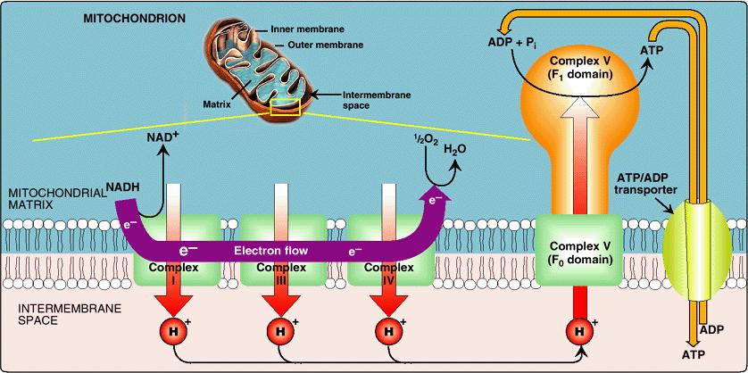 プロトン (H + ) ポンプと ATP 合成 内膜 外膜 ミトコンドリアのマトリクス 膜間空間