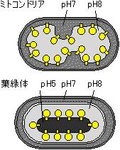 合成の駆動力は電荷勾配ではなく,pH 勾配だけに依存することである ストロマとチラコイド内のpHの差は3.