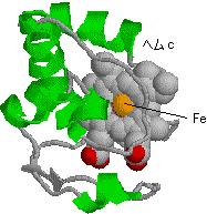 ヘムはタンパク質の内部に埋もれている 複合体 Ⅳ ( シトクロムcオキシダーゼ ) 複合体を通常, シトクロムcオキシダーゼと呼ぶ シトクロムcから複合体 IVに渡された電子は, 電子伝達系の最終受容体である酸素 (O 2 ) に渡され, 水が生じる 複合体 IVはCN - やCOで阻害される 4 cyt c(fe 2+ ) + O 2 + 4H + 4 cyt c(fe 3+ ) + 2 G