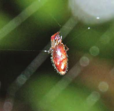 Occurrence of the kleptoparasitic spider, Argyrodes