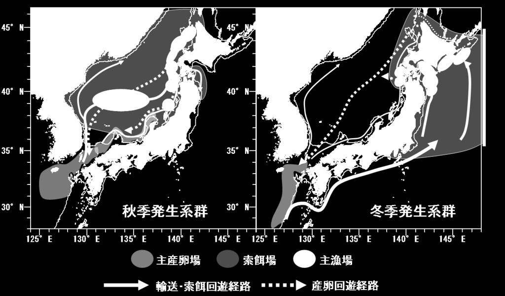 日本周辺で漁獲されるスルメイカは主に太平洋沿岸で漁獲される冬季発生系群と日本海沿岸で漁獲される秋季発生系群で構成されている 冬季発生系群の主産卵水域は東シナ海で,
