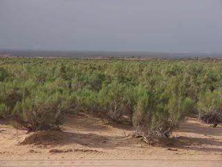 2 ニクジュヨウニクジュヨウの 産 : サクサウール植林 11 サクサウールの植林 植栽間隔 :3m 4m(825 本 /ha)