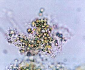 mm を示す く種苗が生産できるのではないかと思われる スジアオノリは藻体内の成熟阻害物質の濃度が低下しないように, 自ら成熟阻害物質を生産, 維持することにより自らの体を生長させているが,