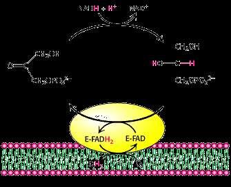 9.. の完全酸化 酸素が十分にある条件 ( 的条件 ) では, は二酸化炭素と水になる (1)( 解糖 ) ピルビン酸 + + + + () ピルビン酸 アセチル -oa + + + (3)(TA 回路 ) アセチル -oa 4 + 6 + 6 + + FAD + GTP GTP (4)( 呼吸鎖 ) ピルビン酸 oa ピルビン酸デヒドロゲナーゼ複合体 6 + 6 + の酸化 6 3 FAD