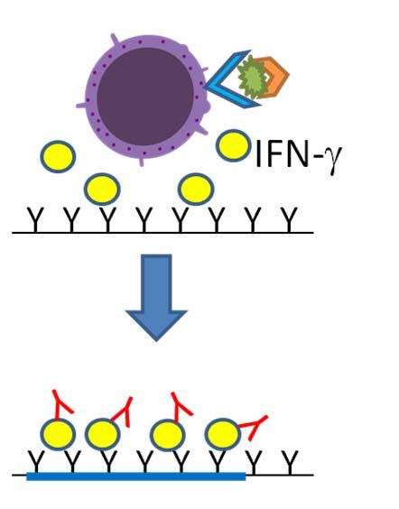 免疫モニタリング : 抗原特異的な能動免疫の検出法 (A) WT1 テトラマー解析