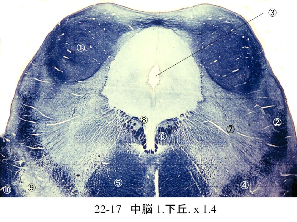 中脳の背側面には 4 個の卵円形の高まりが存在する 頭側の一対を上丘 尾側の一対を下丘という この断面は下丘のほぼ中央部を通る断面で 図の上部で 中心灰白質の背外側に接する大きな高まりが下丘であり その中を満たしている 繊維を多く含む卵円形の灰白質が下丘核 1 である 左右の下丘核は中心灰白質の背側を通る有髄神経繊維によって互いに結合している 下丘核は聴覚性刺激による反射を起こさせる反射中枢で