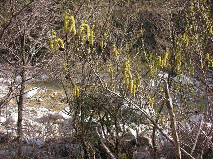 時期が早過ぎる 花粉症の方に ハンノキ シラカバの仲間で湿 地や荒地に普通に生 えるハンノキは1月か ら花粉が飛ぶため 冬