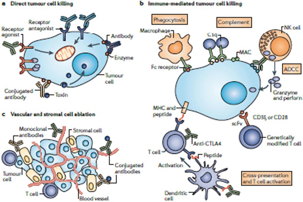 免疫現象の発生を抑える生体防御反応である 免疫チェッ のような T-cell inhibitory receptors の阻害 等によってなさ クポイントについては近年多くの論文 総説で解説されて れる ADCC にあたるものが Rituximab や Cetuximab であり いるためここではあえて詳細は述べないが CTLA-4 は T 抗 CTLA-4 抗