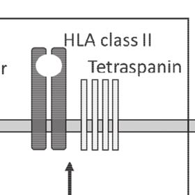 II の転写が促進されることでタンパク質として作 られ それが細胞内にて Tetraspanin family との会合により安定化されて細胞膜上へ発現する ( 右図 )