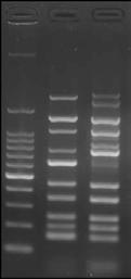 449 bp 604 bp 780 bp 1,068 bp 1,321 bp 1,967 bp ) を用いてマルチプレックス PCR を行った 50 μl 反応系に鋳型とする 50 ng のヒトゲノム DNA を添加し 各プライマーは最終濃度 0.2 μm で使用した :GC 含量 65% 以上のターゲット < PCR 条件 > 57 30 sec. 72 60 sec.