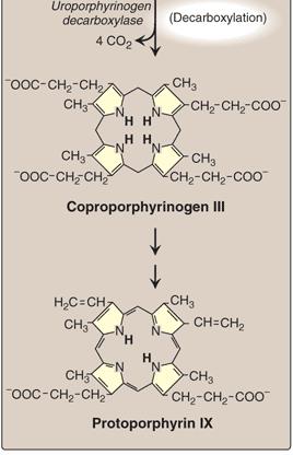 コプロポルフィビリノーゲン III ( 環状化 )