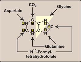 プリンの合成 アスパラギン酸 CO 2 グリシン 番号 :