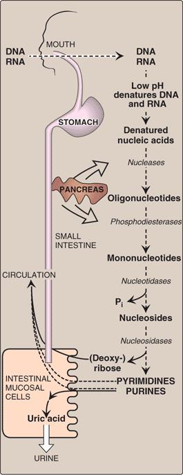 食餌中のプリン体の分解 低 ph によって DNA RNA が変性する 膵 胃 ヌクレアーゼオリゴヌクレオチドフォスフォジエステラーゼモノヌクレオチドヌクレオチダーゼヌクレオシドヌクレオシダーゼ