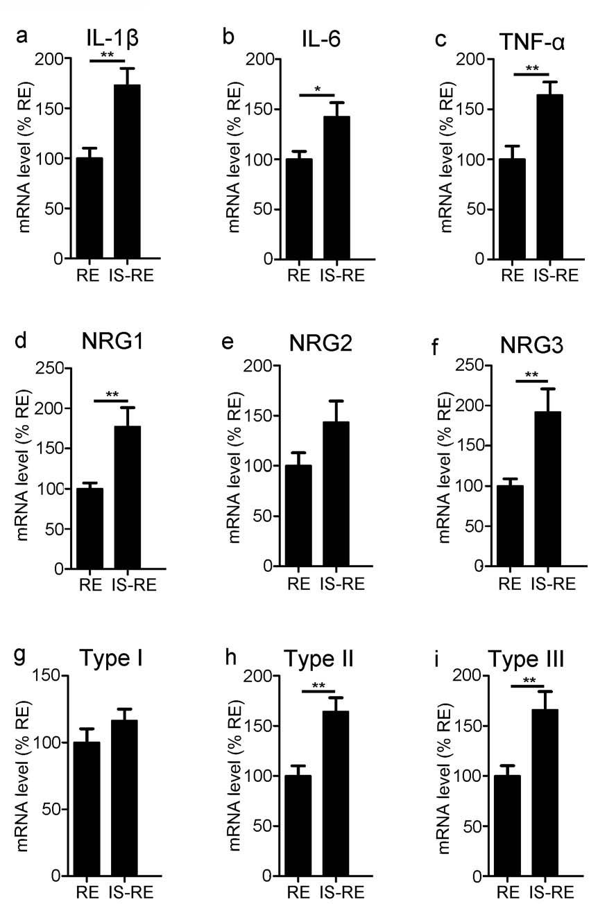 図 3. IS-mice ミクログリアの NRG1 発現 IS-mice(1 匹飼い ) のミクログリアでは対照マウス (4 匹飼い ) に比べて IL-β IL-6 TNF-α NRG1 NRG3 NRG1 type II III の発現量が上昇していた (a b c d f h i) *p < 0.05, **p < 0.01. 3. 単核球由来 NRG