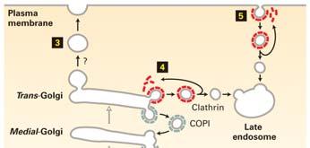 と小胞体膜内在性タンパク質のヌクレオチド交換因子 Sec12 との相互作用で Sar1 上の GDP が