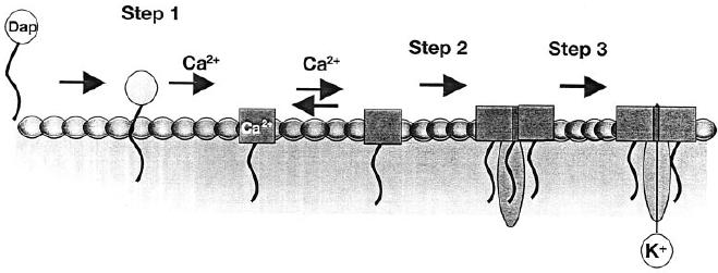 2.6.2.2.1 作用機序ダプトマイシンはグラム陽性菌の細胞膜に直接結合し膜電位を消失 ( 脱分極 ) させ 菌から K + を放出させる それにより 蛋白 RNA 及び DNA の合成が速やかに阻害され 菌が死滅するものと考えられる 2.6.2.2.1.1 作用機序モデル一連の試験により ダプトマイシンが菌の細胞膜に結合した後 速やかに膜の脱分極 K + の放出 殺菌作用が起こることが示されている これらのデータに基づき ダプトマイシンの作用機序として 次の3 段階モデルが提唱されている [ 図 2.