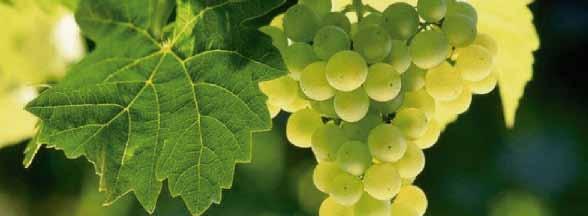 Piemonte Gemme ジェンメ ジェンメ ファウストはアレッサンドリア レンメ川沿いに あるガヴィ市街から北に約 5km にある 伝統的なガヴィの 生産地域に約 15ha の葡萄畑を所有しています ここは 特 にコルテーゼの生産に適した地域として知られています 彼らのワイン造りは ファウストの祖父 ジェローラモ ジェ ンメが 19 世紀後半にワインづくりを始めたのがこのワイ