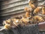 052020119a ミツバチ襲われる : 実写動画