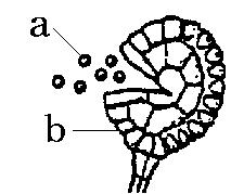 [ 解答 ] イ, ウ, オ [ ふえかた 生育場所 ] 右図はイヌワラビの葉の裏についているものである a,b を何というか a b [ 解答 ]a 胞子 b 胞子のう ほうしシダ植物は胞子でふえ,