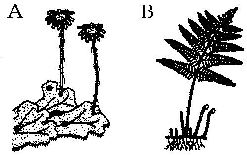[ 解答 ](1) 根 :D 茎 :C (2) 胞子 (3)1 A 2 胞子のう (4) シダ植物 (5) 図 2 (6) 仮 根 (7) からだを土や岩に固定するはたらきをしている (8)1 エ 2 ウ [ 問題 ](2 学期中間 ) 右の図をもとに, 以下の各問いに答えよ (1) イヌワラビは図の A,B のどちらか (2) A の植物は光合成を行うか (3) B の植物は光合成を行うか