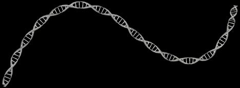 DNA と BLT