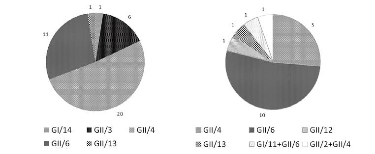 散発事例 集団事例 図 2 2013/14 年シーズンの検出遺伝子型別の発生事例数 表月別の遺伝子型別検出事例数 (2013/14 シーズン集団事例 ) 遺伝子型 11 月 12 月 1 月 2 月 3 月 4 月 5 月 6 月 GI/11 1 GII/ 2 1 GII/ 4 2 2 1 1 GII/ 6 1 1 2 2 3 2 GII/12 1 GII/13 1 結果 2013/14