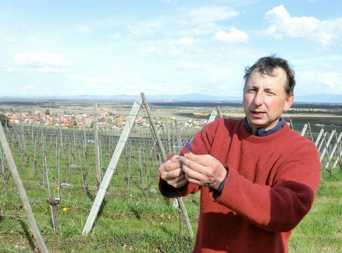 2012 年から本格的にサンスフルのワインスタイルにシフトした 6.66 ha 1999 年エコセール 3 人 季節労働者 1 人 のモットー 土壌とブドウの樹にとっての最高のバランスを探す 13.-29. AC Alsace Bihl 2012 アルザス ビル ( 白 ) 13.-10.