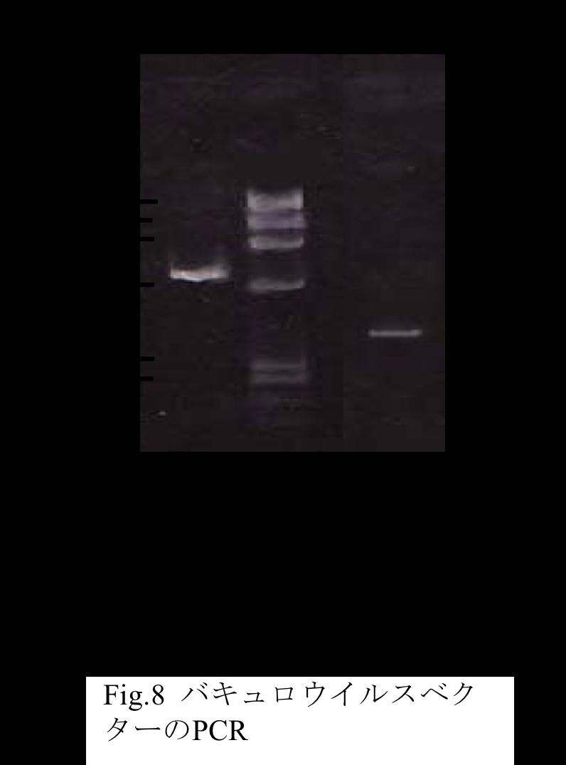 6 RT-PCR 390bp cdna 4 390bp cdna DNA PCR Fig.