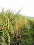 hasil dari tumbuhan padi yang yang dibawah masuk oleh bangsa yang bermigrasi dari luar masuk ke Jepang dan Toraja. Padi merupakan tanaman yang menghas