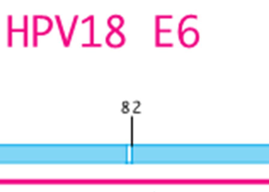 ターゲッ ト領域と考えられるが その他にも Rb タン パクとの結合を示す領域が E7
