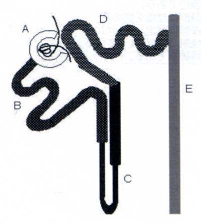 08-8: 腎ネフロンの模式図 ( 白黒 ) を示す A-E に分けたそれぞれの部位の機能で正しいのはどれか A. アルブミンは A でほとんどろ過される B.