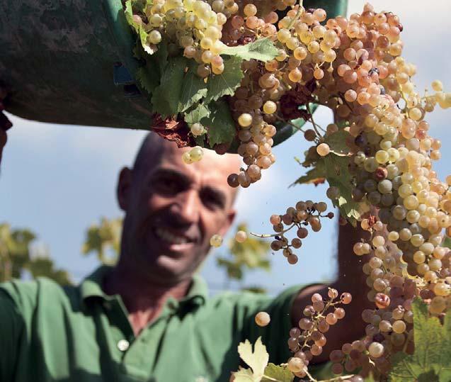 最良の地中海性気候が最高のブドウを作ります BAJOLA バヨーラ 接した 12